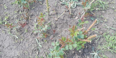 Rose подстригване - как правилно да отрежете храстите в страната